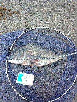 堺・一本松漁港　長潮の影響で苦戦もグレ・チヌ・ヘダイなどの釣果