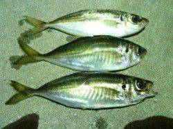 舞洲周辺雨後の強風の中アジング釣行、かなり渋かったです・・・