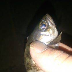 田尻漁港にてメバリング〜朝方何とかメバルにご対面！