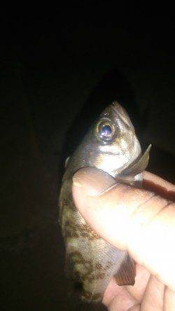 田尻漁港にてメバリング〜朝方何とかメバルにご対面！