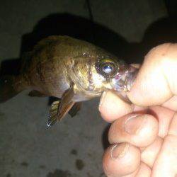 田尻漁港にてメバリング〜朝方何とかメバルにご対面！