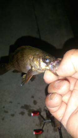 田尻漁港にてメバリング〜朝方何とかメバルに…