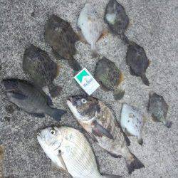 堺・一本松漁港　長潮の影響で苦戦もグレ・チヌ・ヘダイなどの釣果