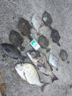 堺・一本松漁港　長潮の影響で苦戦もグレ・チヌ・ヘダイなどの釣果