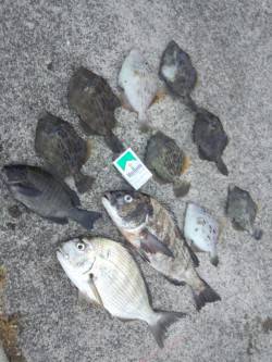 堺・一本松漁港　長潮の影響で苦戦もグレ・チ…