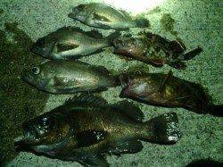 鳥取ノ荘　メバリング釣行は活性高く好釣果