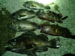 鳥取ノ荘　メバリング釣行は活性高く好釣果