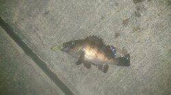 鳥取ノ荘でメバリング〜レンジがランダムに変わって面白かったです！