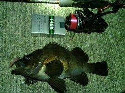 舞洲周辺アジを求めてランガン〜アジ・メバル・サッパなどの釣果