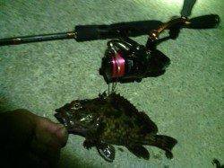 舞洲へアジ狙いに行きましたが…ボトムでガシラ