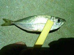 舞洲周辺アジを求めてランガン〜アジ・メバル・サッパなどの釣果