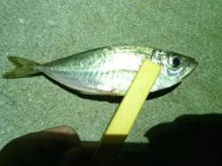 舞洲周辺アジを求めてランガン〜アジ・メバル…