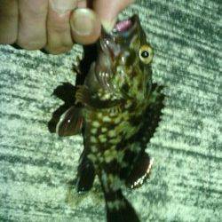 舞洲へアジ狙いに行きましたが…ボトムでガシラ