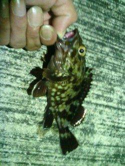 舞洲へアジ狙いに行きましたが…ボトムでガシラ