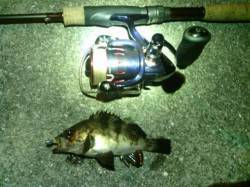 淡輪漁港〜３ヶ所ランガンメバリング、ショー…