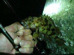 淡輪漁港〜３ヶ所ランガンメバリング、ショートバイトでバラシ多発