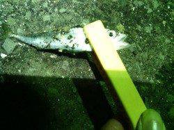 ランガンアジングも豆アジ＆豆サバ＆カマスの釣果