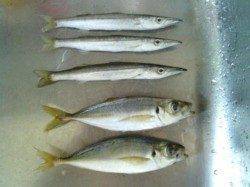 ランガンアジングも豆アジ＆豆サバ＆カマスの釣果