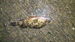 鳥取ノ荘でメバリング　雨で渋かったです…