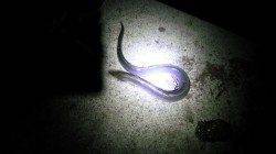 海老江の河川敷公園でウナギ狙い〜2戦2勝です(*^^*)