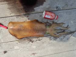 和歌山県三尾川にてアオリイカ釣り〜キレイに…