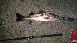 大阪南港　ボイルを狙ってシーバスHIT！