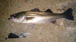 大阪南港　ボイルを狙ってシーバスHIT！