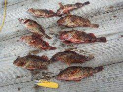 アオリイカとガシラ狙いに栖原の筏へ・・・