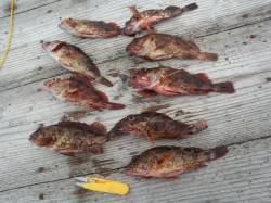 アオリイカとガシラ狙いに栖原の筏へ・・・