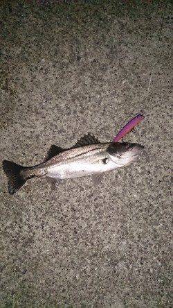 大阪南港シーバス、テクトロでヒット! チヌ・サバ混じりで満足釣行