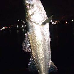 大阪南港シーバス、テクトロでヒット! チヌ・サバ混じりで満足釣行