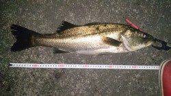 大阪南港バチパターンシーバス〜終わるまえに釣り貯めしときます