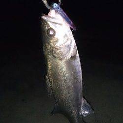 大阪南港バチパターンシーバス〜終わるまえに釣り貯めしときます