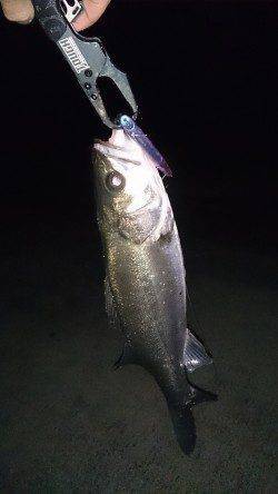 大阪南港バチパターンシーバス〜終わるまえに釣り貯めしときます