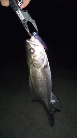 大阪南港バチパターンシーバス〜終わるまえに…