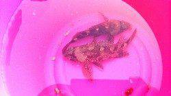 佐野漁港の沖向きテトラにてメバル・ガシラ、シーバスは痛恨のバラシ