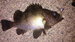 佐野漁港の沖向きテトラにてメバル・ガシラ、シーバスは痛恨のバラシ