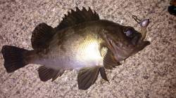 佐野漁港の沖向きテトラにてメバル・ガシラ、…