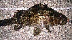 佐野漁港メバリング〜リフト＆フォールでタケノコメバル&メバル