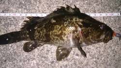 佐野漁港メバリング〜リフト＆フォールでタケ…