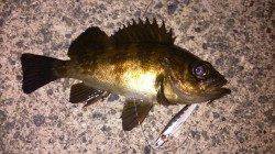 佐野漁港メバリング〜リフト＆フォールでタケノコメバル&メバル