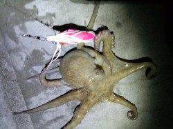 明石のタコエギング1時間で4ハイ〜今年はタコ当たり年かな…