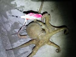 明石のタコエギング1時間で4ハイ〜今年はタ…