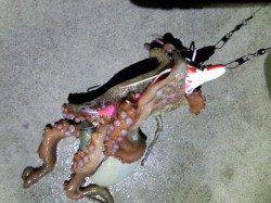 明石のタコエギング1時間で4ハイ〜今年はタコ当たり年かな…