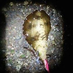 御坊周辺エギング〜夜に表層狙いで1パイ&朝まづめに底で1パイ