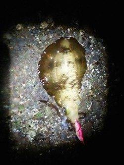 御坊周辺エギング〜夜に表層狙いで1パイ&朝まづめに底で1パイ