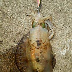 御坊周辺エギング〜夜に表層狙いで1パイ&朝まづめに底で1パイ