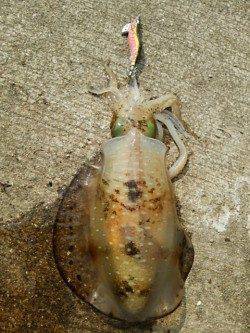 御坊周辺エギング〜夜に表層狙いで1パイ&朝まづめに底で1パイ