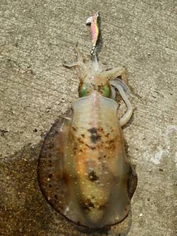 御坊周辺エギング〜夜に表層狙いで1パイ&a…