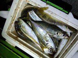 淡路　アジングでアジ〜23cm　メバル・ガシラの姿も